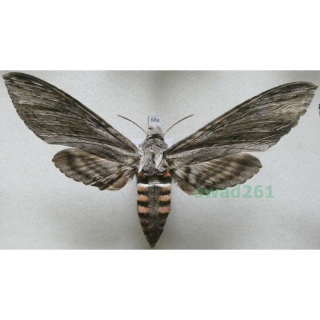 Agrius convolvuli (Linnaeus, 1758) female Czech 102mm68a